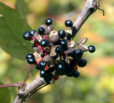 Imagem de Zanthoxylum americanum Mill.