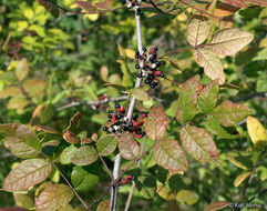 Image of common pricklyash