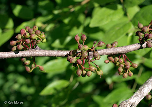 Imagem de Zanthoxylum americanum Mill.