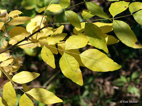 Image of common pricklyash