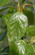 Слика од Populus balsamifera L.