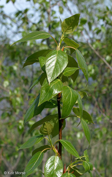 Слика од Populus balsamifera L.