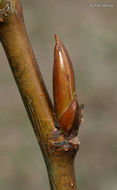 Слика од Populus balsamifera L.