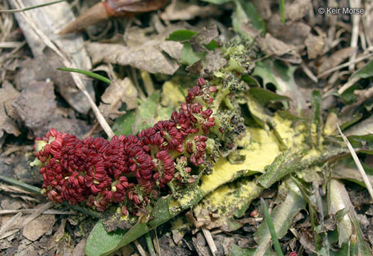 Слика од Populus balsamifera L.