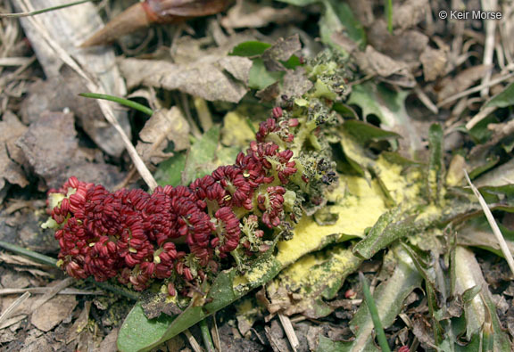 Слика од Populus balsamifera L.