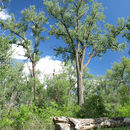 Image of plains cottonwood