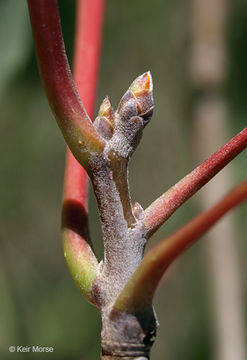 Image of bigtooth aspen