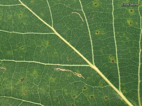 Image of bigtooth aspen