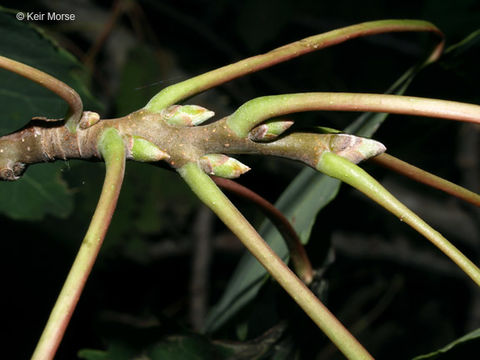 Image of bigtooth aspen