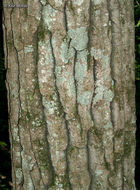 Image of bigtooth aspen