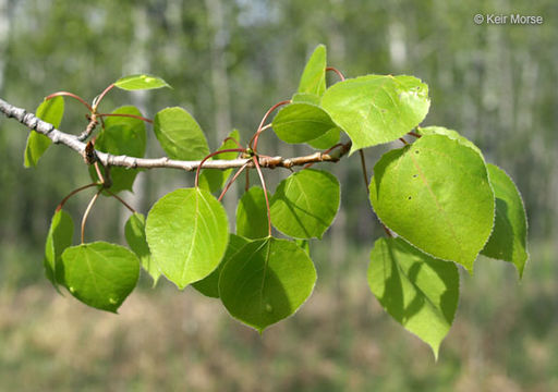 Image of quaking aspen