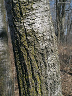 Image of quaking aspen