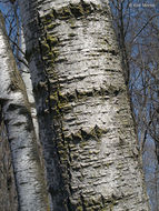 Image of quaking aspen