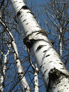 Image of quaking aspen