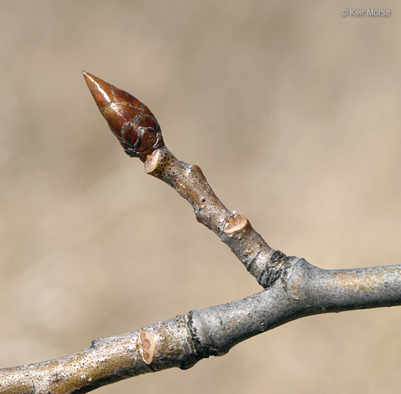 Image of quaking aspen