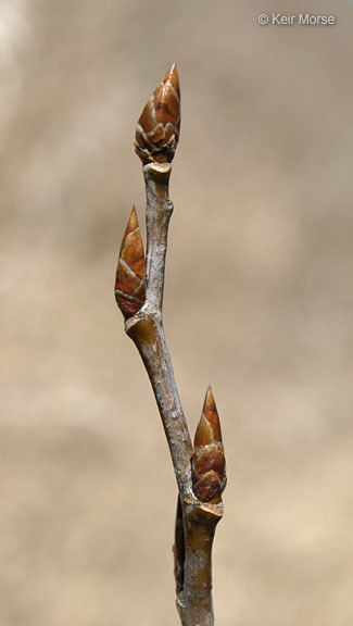 Image of quaking aspen