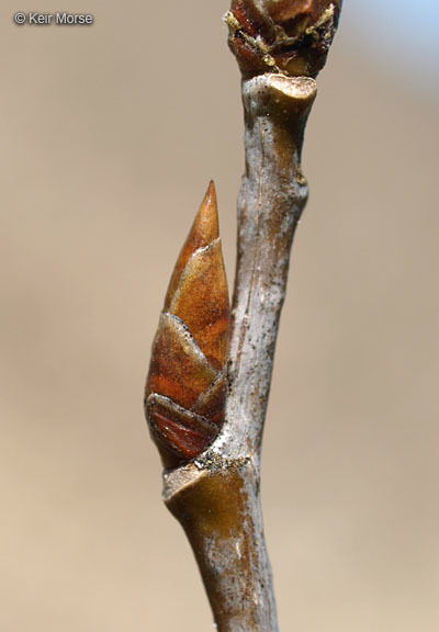 Image of quaking aspen