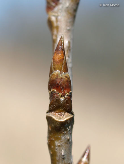 Image of quaking aspen