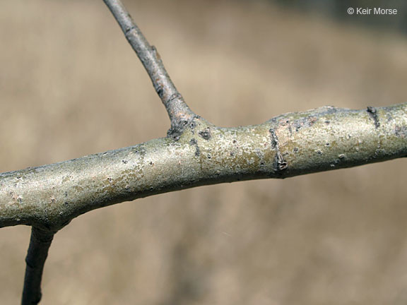 Image of quaking aspen