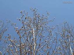 Image of quaking aspen