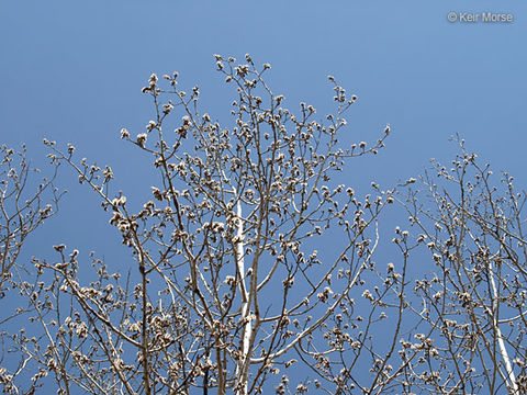 Image of quaking aspen