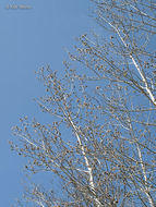 Image of quaking aspen