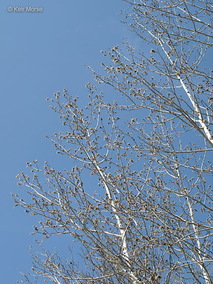 Image of quaking aspen