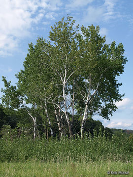 Image of quaking aspen