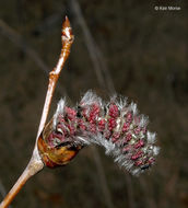 Image of quaking aspen