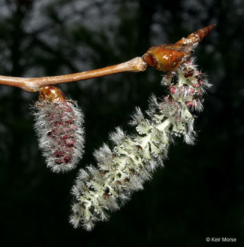 Image of quaking aspen