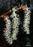 Image of quaking aspen