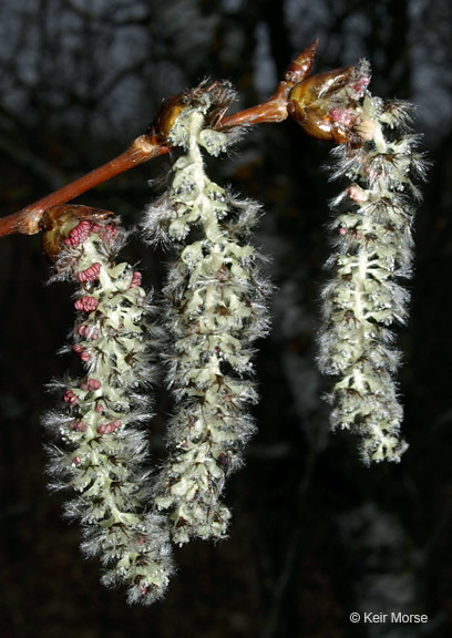 Image of quaking aspen