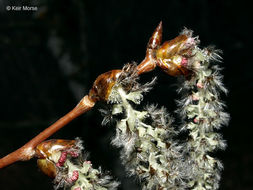 Image of quaking aspen