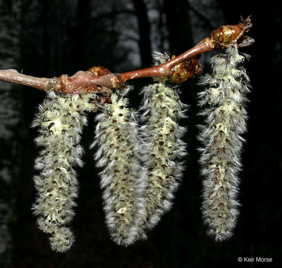 Image of quaking aspen