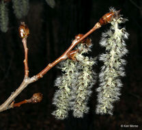 Image of quaking aspen