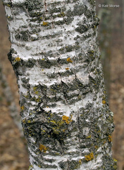 Image of quaking aspen