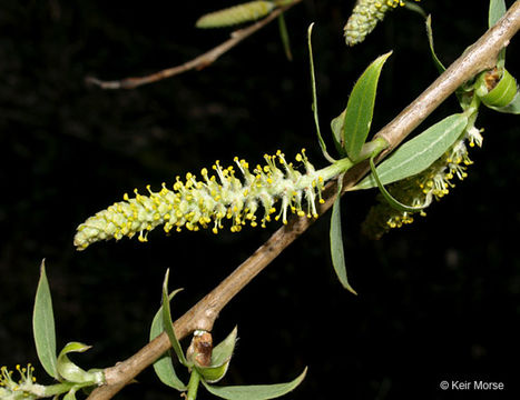Salix amygdaloides Anderss. resmi