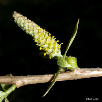 Salix amygdaloides Anderss. resmi