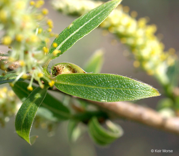 Imagem de Salix amygdaloides Anderss.