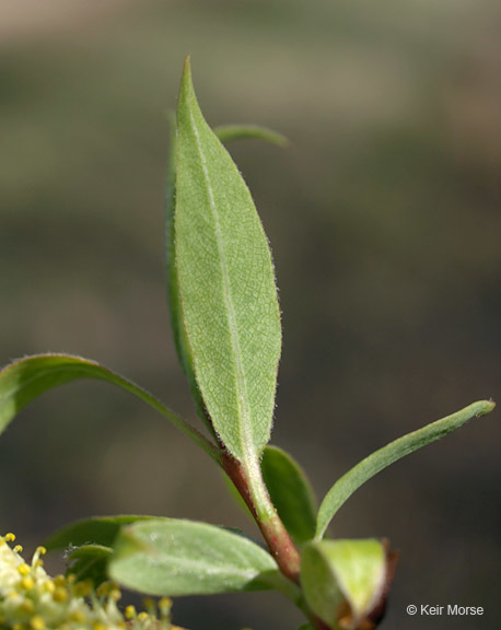 Image of peachleaf willow