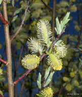 Image of Bebb willow
