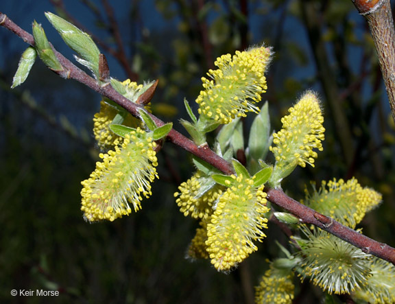 Image of Bebb willow