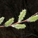 Sivun Salix discolor Muhl. kuva