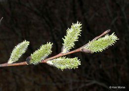 Plancia ëd Salix discolor Muhl.