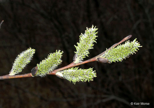 Image of pussy willow