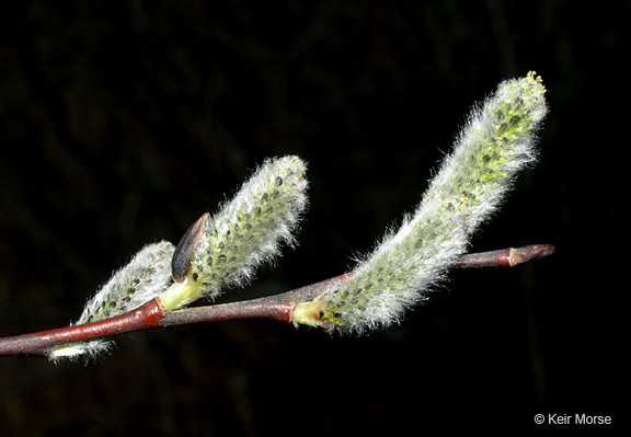 Plancia ëd Salix discolor Muhl.