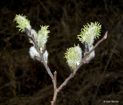 Plancia ëd Salix discolor Muhl.