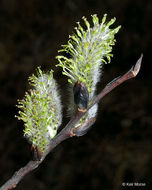 Plancia ëd Salix discolor Muhl.