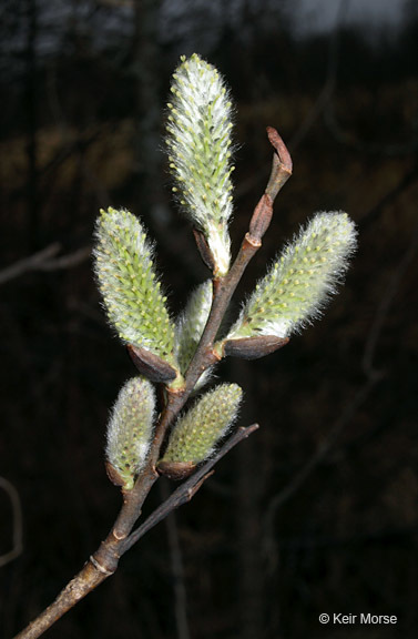 Plancia ëd Salix discolor Muhl.