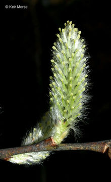 Image of pussy willow